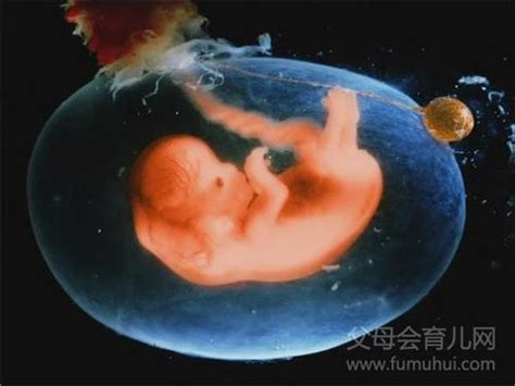 22周胎儿动得少正常吗