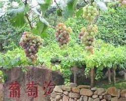 美丽的葡萄沟_四年级写景作文400字（经典9篇）