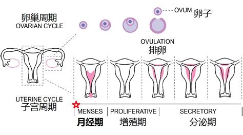 卵巢老化是怎么回事
