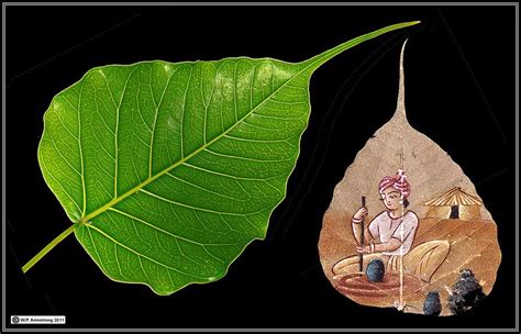 菩提伽耶的菩提树是哪个树种?是大叶榕树吗?