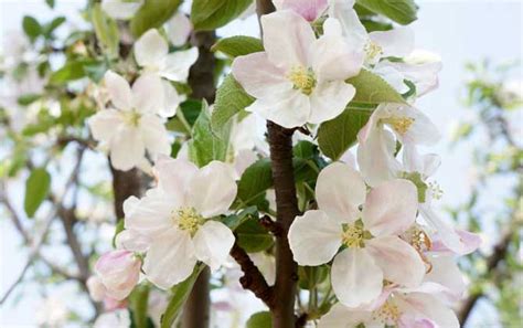 苹果树开的花是什么颜色?