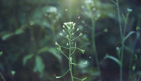 风铃草发芽的问题,速度