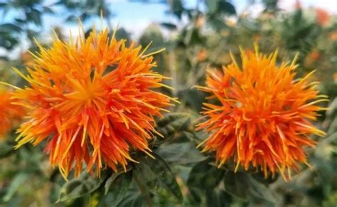 怎樣扎大紅花