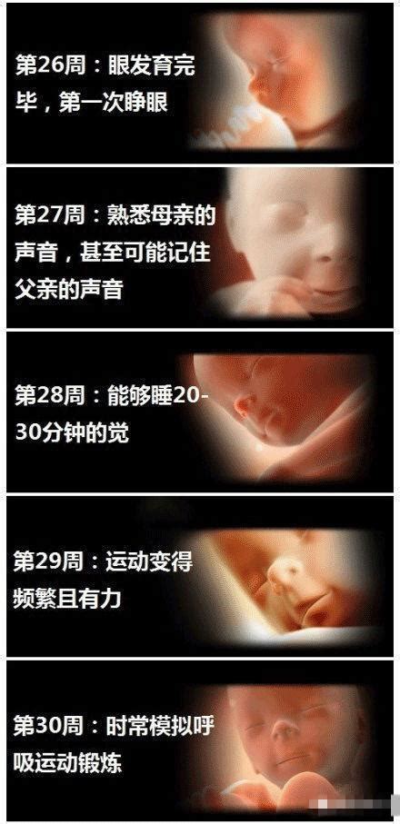 孕妇胎儿每月每周各阶段发育图片