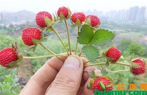 蛇莓能像草莓一样生吃吗?有毒吗?什么味道?