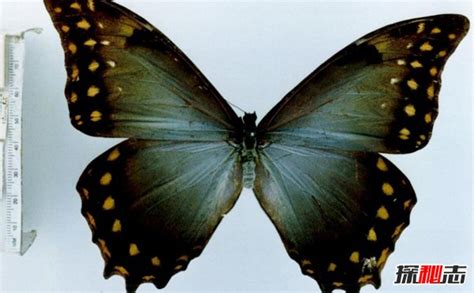 蝴蝶的外形特点是什么?