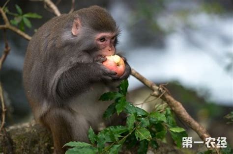 猴子吃桃.