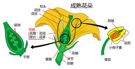 花的主要结构是