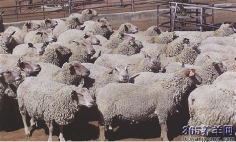 夏洛莱羊属于绵羊还是山羊