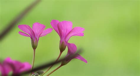 酢浆草粉芙蓉和黄麻子