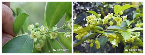 问沉香木花叶能驱蚊虫吗