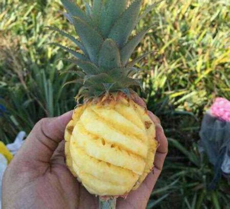 孕妇血糖高可以吃菠萝吗