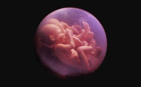 妊娠三个月的胎儿发育