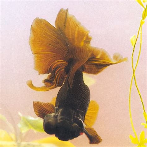 世界上最美丽的10种金鱼