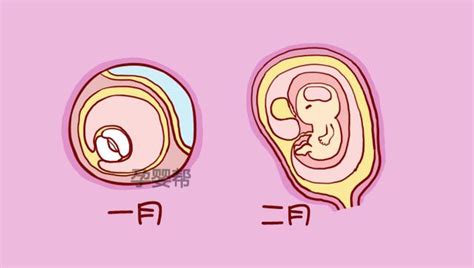 怀孕三个月胎儿有多大了