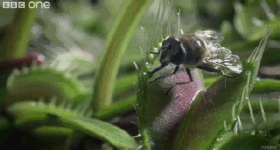 食虫的瓶子草,一看题目就让人不解,本是植物类的“瓶子草”却以“食虫”维生,你能告诉大家是什么原因吗?貌似温柔的瓶子草,有哪些捕捉昆虫的“武器”呢?