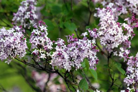 《丁香花》的原唱是谁?韩宝仪还是唐磊?