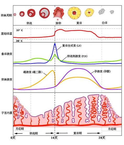 排卵10天后查hcg准吗