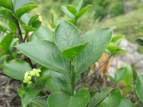 这是什么植物 叫什么名字