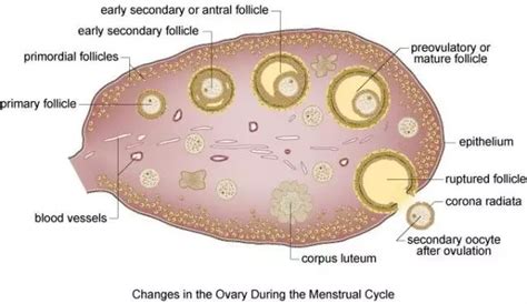 卵巢储备功能不良是什么意思