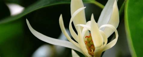 澳门的市花是什么花