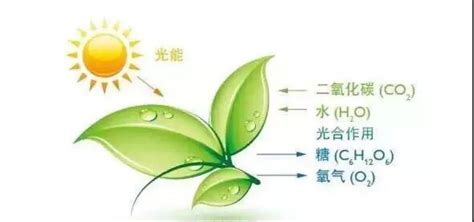 什么是植物的光合作用?