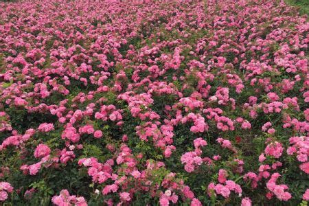 地被月季是什么 地被月季的花期和种植方法