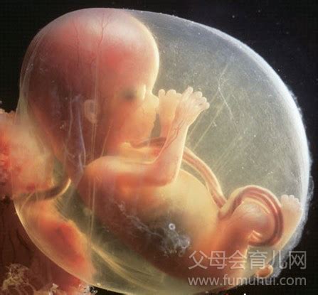 怀孕第十周胎儿的情况