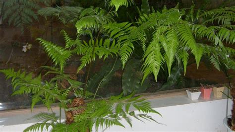 蕨类观叶植物观赏植物主要包括哪几个科