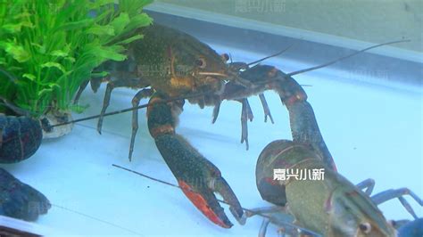 澳洲淡水龍蝦養殖前景怎樣