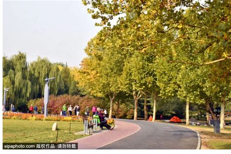 北京闹市竟藏着一片绝美秋色！人少景美还免费！抬腿就能到！