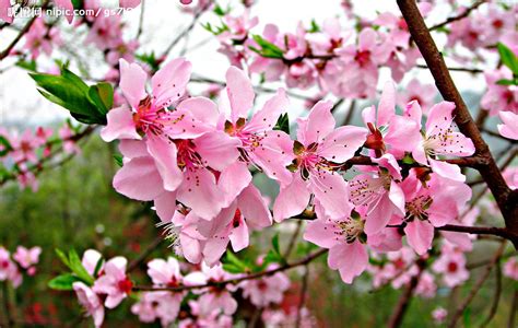 桃花的资料和图片