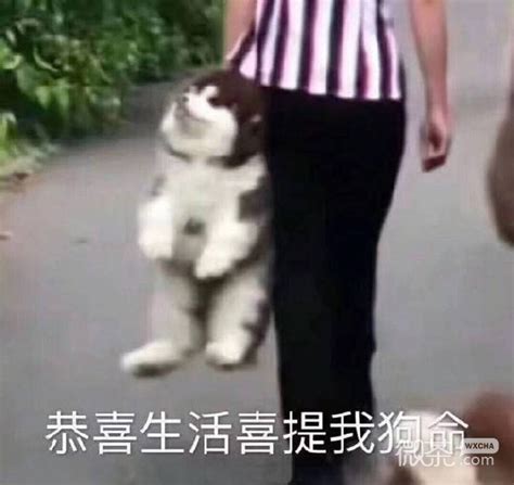 学车我太难了幽默说说
