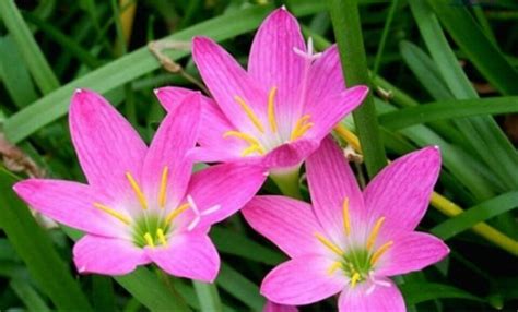 葱兰跟韭兰怎样区分,在我学校里,有一种花在下雨前就会开粉红色的花,不知道是什么花呢???