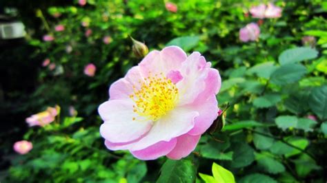 蔷薇花的图片及介绍