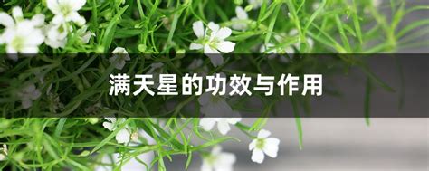 满天星的药性跟形状?