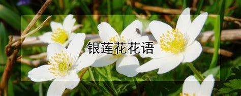 银莲花的花语是什么,?