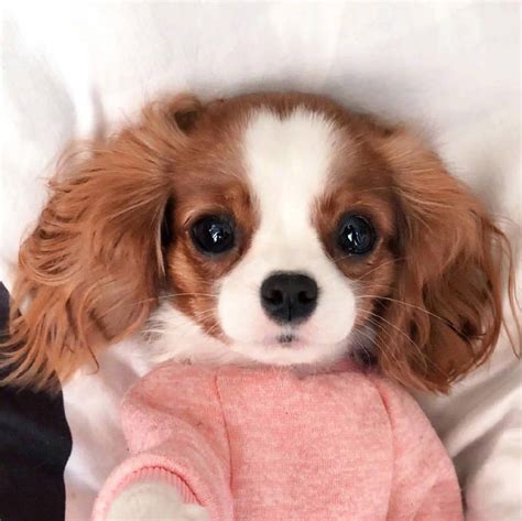 骑士查理王小猎犬