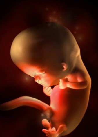 胎儿发育过程图及说明