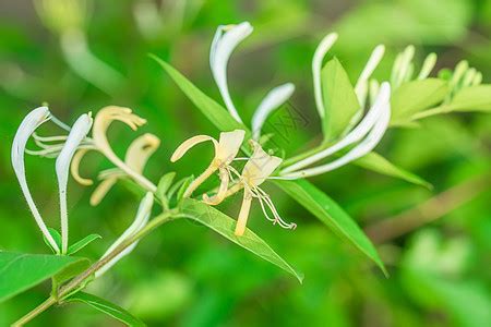 金銀樹開的花是金銀花么?樹上街的紅色的果實有什么功用?