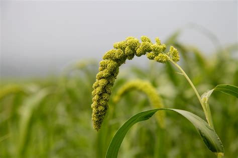 它生长在什么地方?