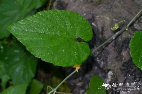 赤瓟吃了能被 毒死吗