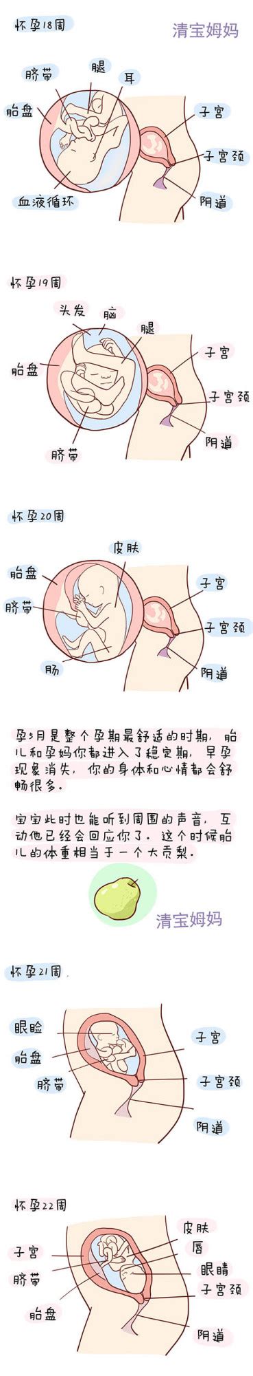 怀孕期间第几个月最关键