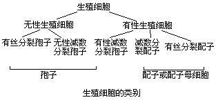 生殖细胞是什么?