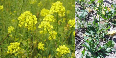 荠菜花是什么？