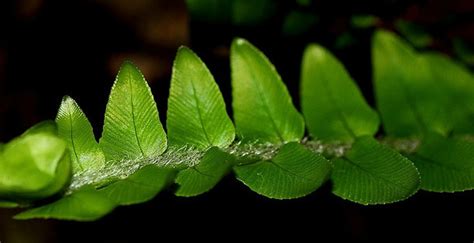 肾蕨叶态优美,易于种植,常被人们作为观赏植物来栽培.要使盆栽肾蕨生长良好,应如何管理?( ) A