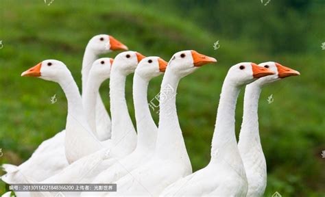 汉字鹅的田字格写法