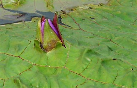 芡实哪里的最好 如何选购芡实