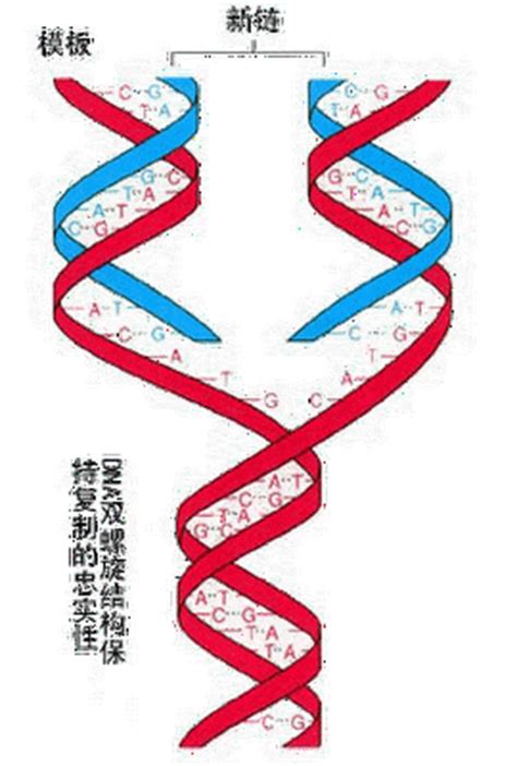 中山核酸