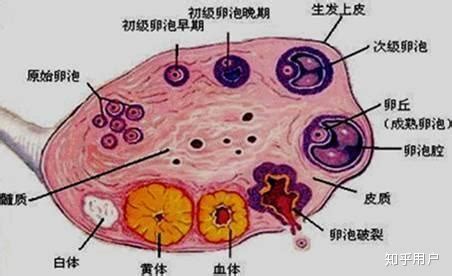 卵子受精后怀孕几率有多大